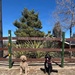 Two dogs, one tan/apricot and one black, are sitting side by side in front of a brown wooden fence bearing the sign 'Annie Oakley Road'. The scene is set outdoors on a sunny day with clear blue skies, desert-style vegetation, and trees visible in the background. Both dogs appear well-groomed and are posed as if for a photo.