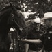 Military Mounted Battalion Horse Retirement Ceremony