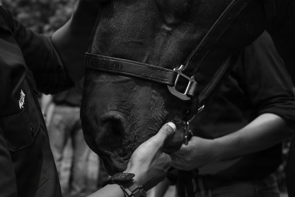 Military Mounted Battalion Horse Retirement Ceremony