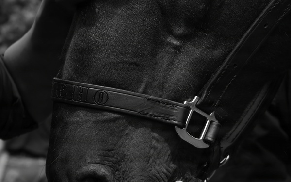 Military Mounted Battalion Horse Retirement Ceremony