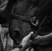 Military Mounted Battalion Horse Retirement Ceremony