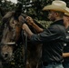 Military Mounted Battalion Horse Retirement Ceremony