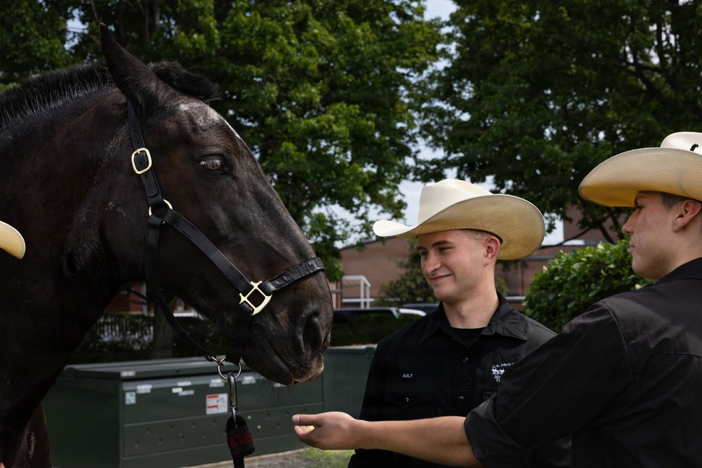Military Mounted Battalion Horse Retirement Ceremony