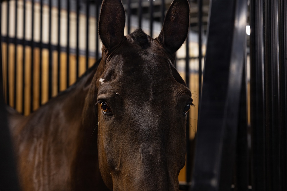 Military Mounted Battalion Soldiers Conduct Stable Duties at Caisson Village