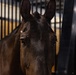 Military Mounted Battalion Soldiers Conduct Stable Duties at Caisson Village