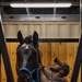 Military Mounted Battalion Soldiers Conduct Stable Duties at Caisson Village