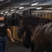 Military Mounted Battalion Soldiers Conduct Stable Duties at Caisson Village