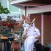 U.S. Naval Academy Band Performs in Bethany Beach, DE