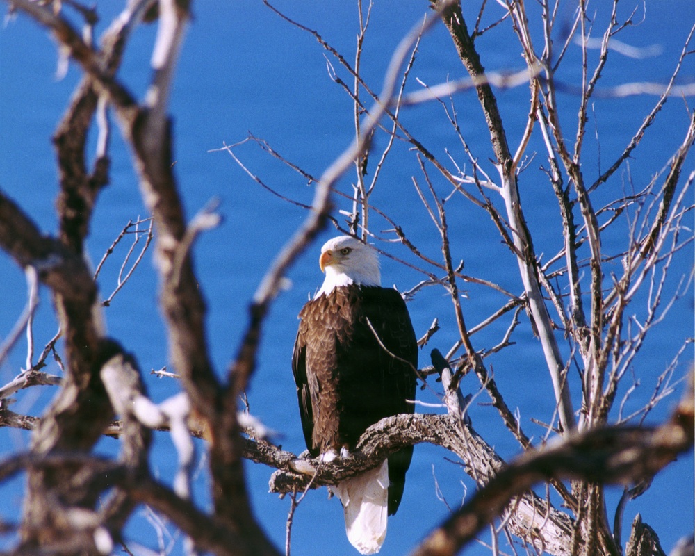 Bald Eagle Perched in Bare Winter Tree Against Clear Blue Sky