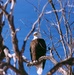 Bald Eagle Perched in Bare Winter Tree Against Clear Blue Sky