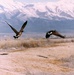 Canada Geese Take Flight