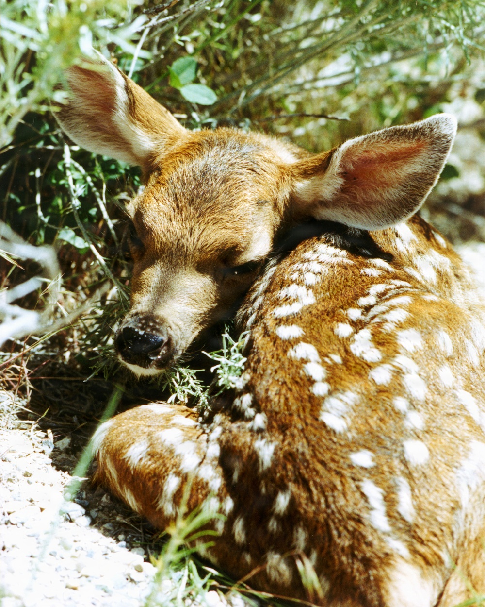 White-tailed deer fawn rests among brush and vegetation