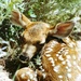 White-tailed deer fawn rests among brush and vegetation