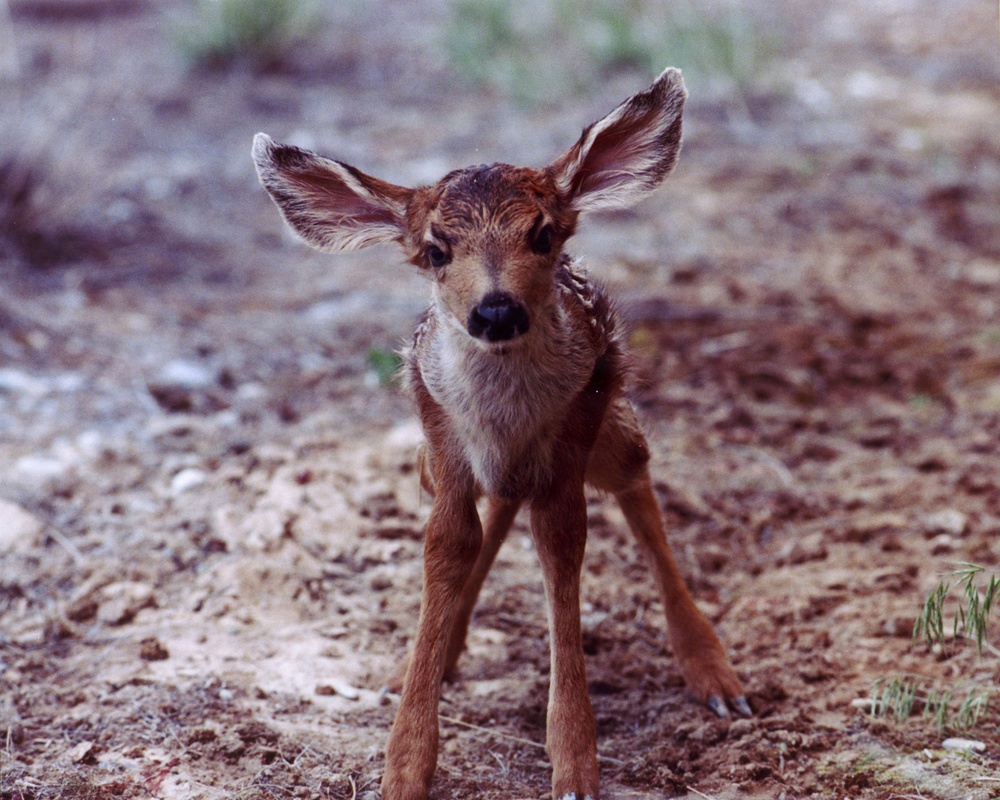 Newborn white-tailed deer fawn stands on unsteady legs