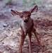 Newborn white-tailed deer fawn stands on unsteady legs