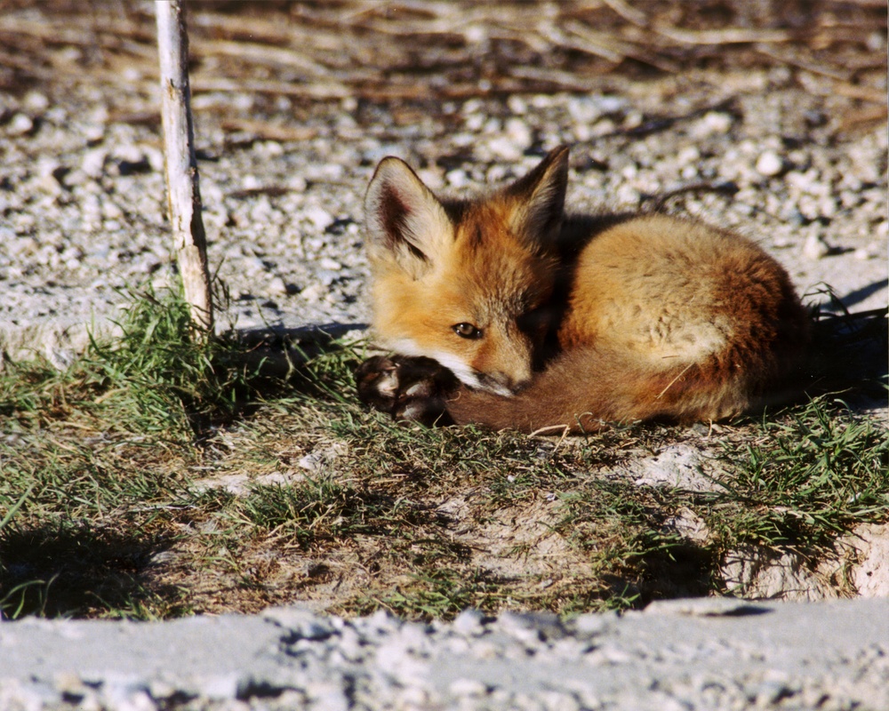 Red Fox Kit Rests on Post
