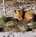 Red Fox Kit Rests on Post