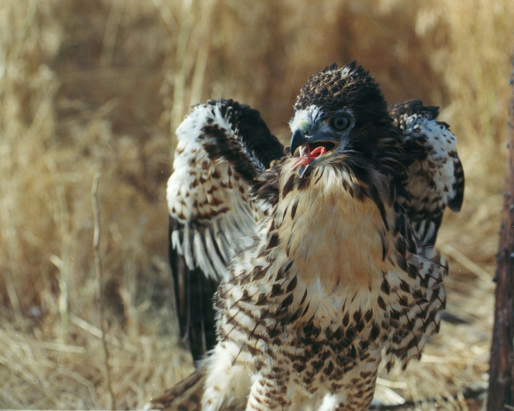 Juvenile Red-tailed Hawk displays defensive posture  at Tooele Army Depot.