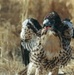 Juvenile Red-tailed Hawk displays defensive posture  at Tooele Army Depot.