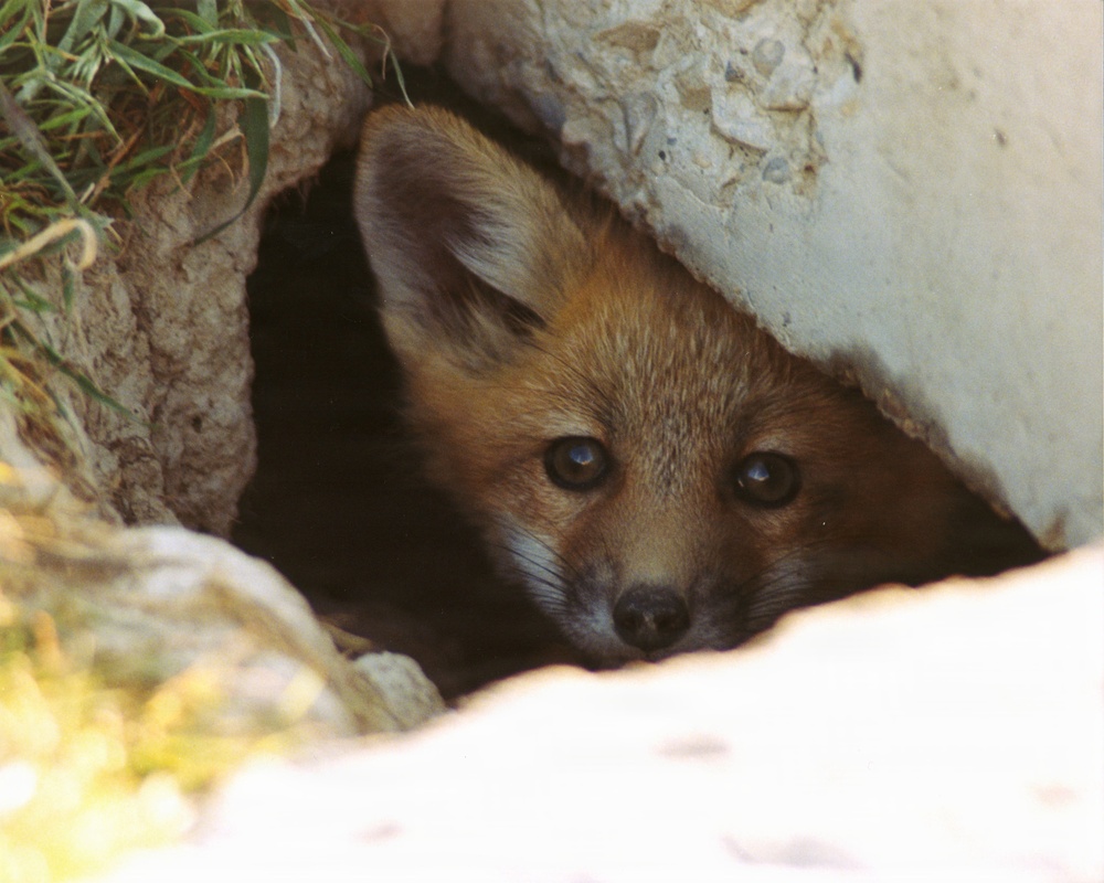 Red Fox Kit Peers From Underground Den Beneath Concrete Structure