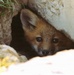 Red Fox Kit Peers From Underground Den Beneath Concrete Structure