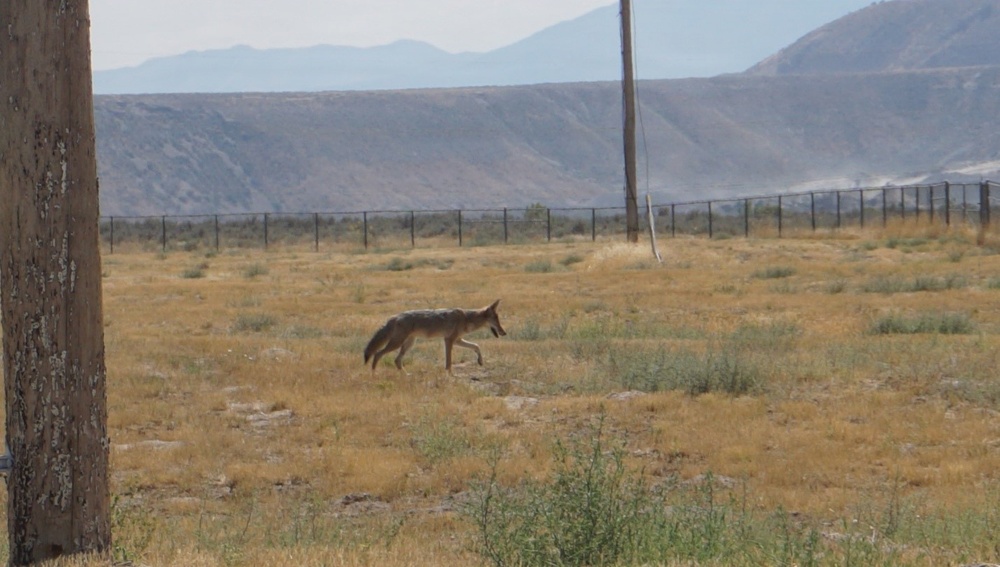 Coyote Roams Inside Installation Perimeter