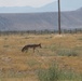 Coyote Roams Inside Installation Perimeter