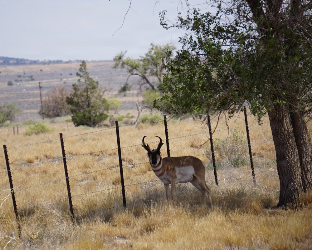 Pronghorn antelope stands near barbed wire fence on Tooele Army Depot.