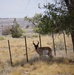 Pronghorn antelope stands near barbed wire fence on Tooele Army Depot.
