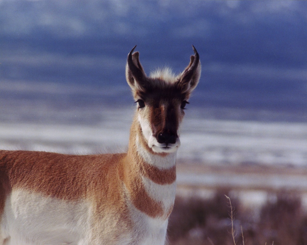 Pronghorn antelope at Tooele Army Depot.