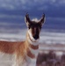 Pronghorn antelope at Tooele Army Depot.