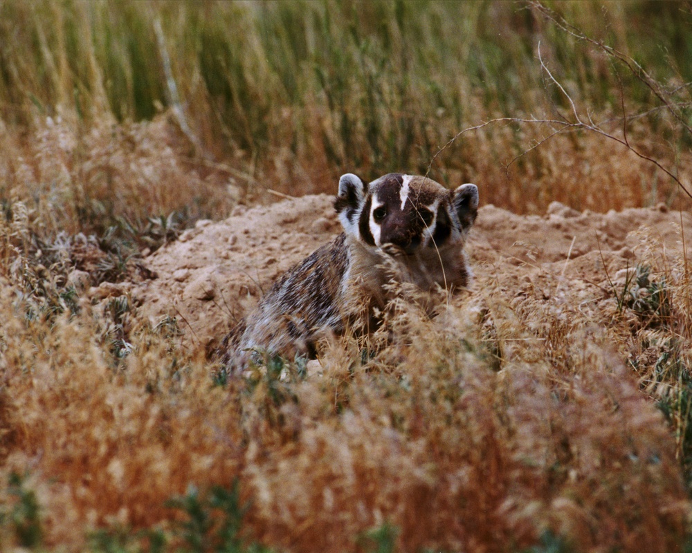 American Badger Emerges from Burrow  at Tooele Army Depot.