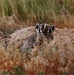 American Badger Emerges from Burrow  at Tooele Army Depot.