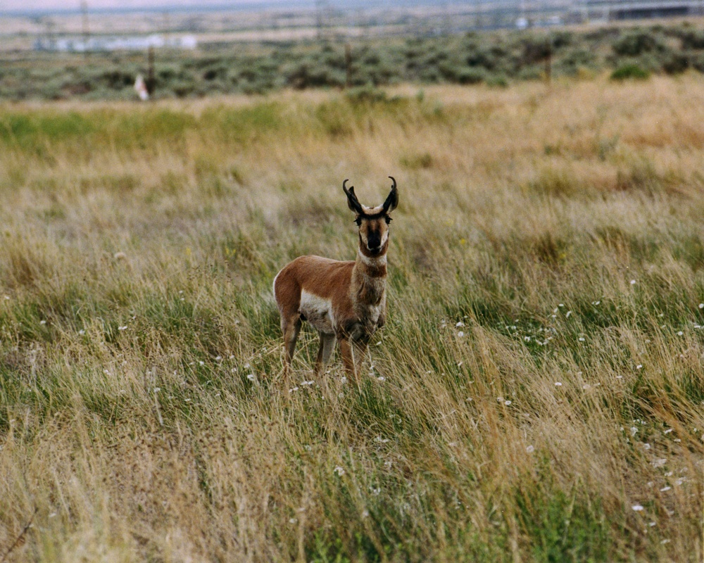 Pronghorn antelope stands alert in open grassland at Tooele Army Depot.