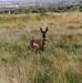 Pronghorn antelope stands alert in open grassland at Tooele Army Depot.