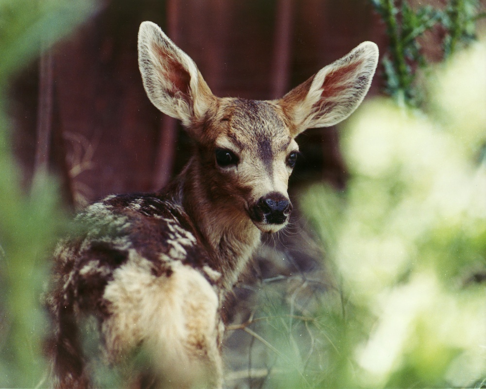 White-spotted fawn peers through vegetation at Tooele Army Depot.