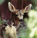 White-spotted fawn peers through vegetation at Tooele Army Depot.
