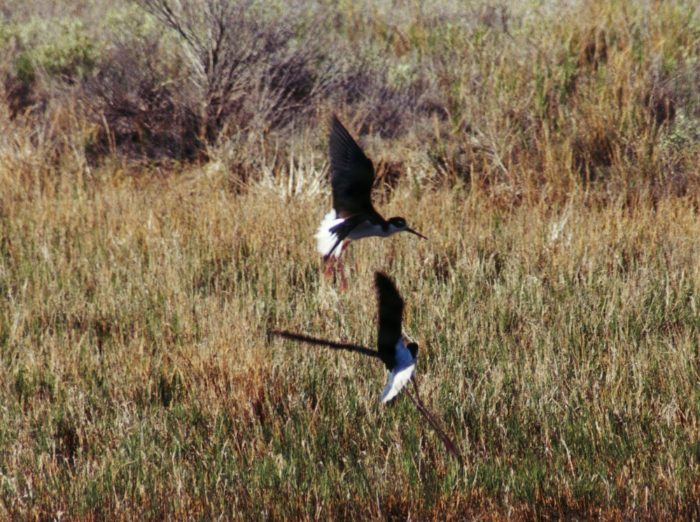 Black-necked stilts take flight over Tooele Army Depot.
