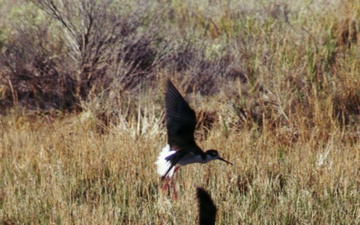 Black-necked stilts take flight over Tooele Army Depot.