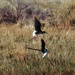 Black-necked stilts take flight over Tooele Army Depot.