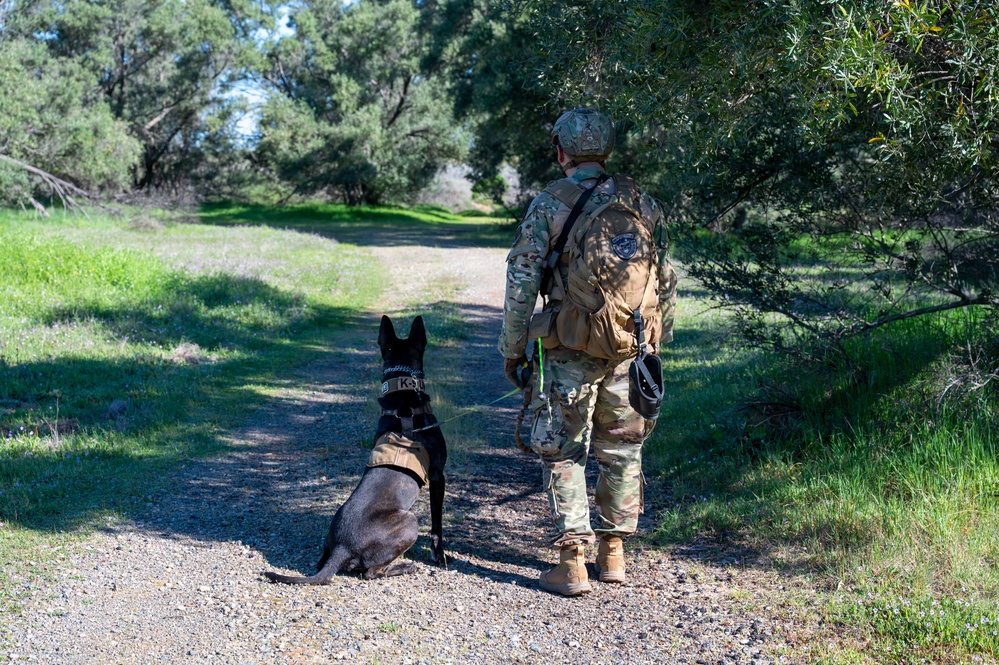 K-9 Training