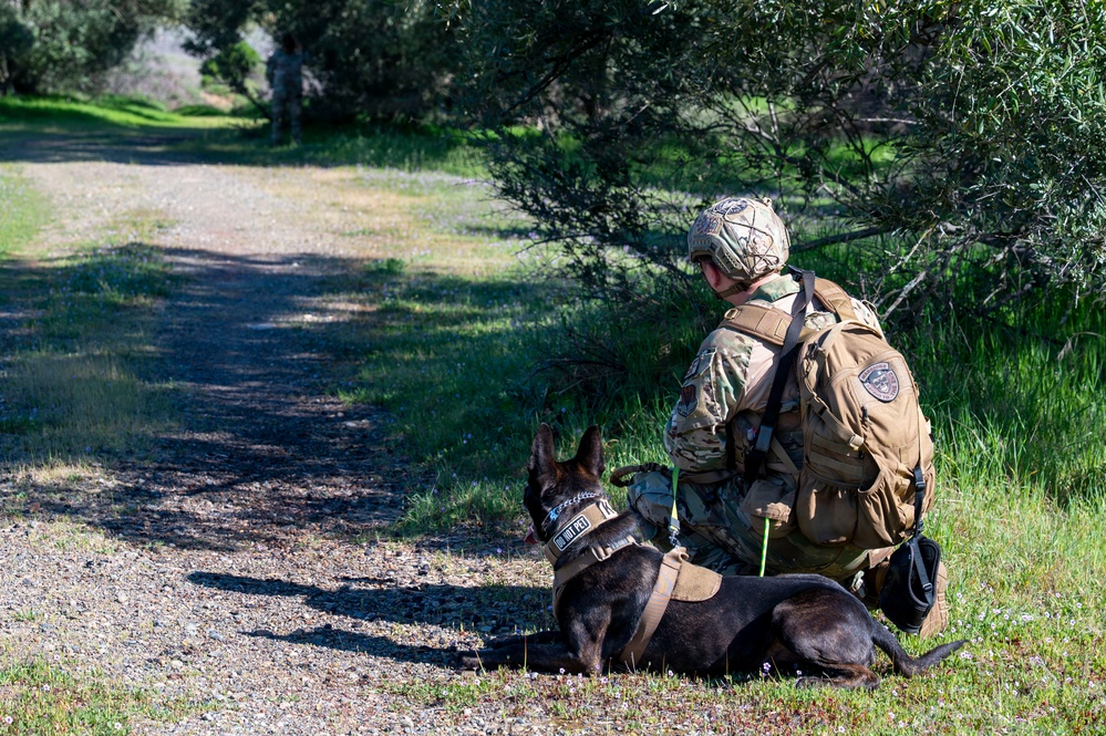 K-9 Training