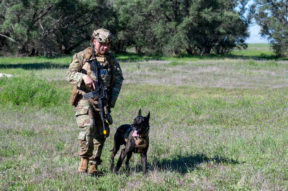 K-9 Training