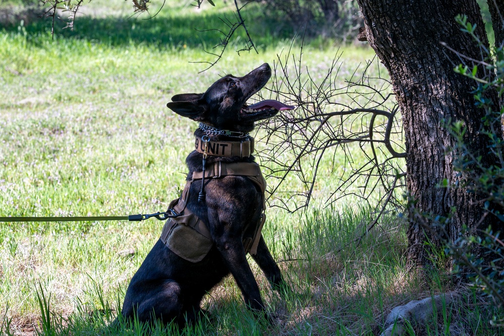 K-9 Training