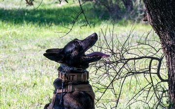 K-9 Training