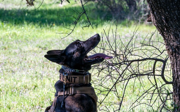 K-9 Training