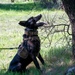 K-9 Training