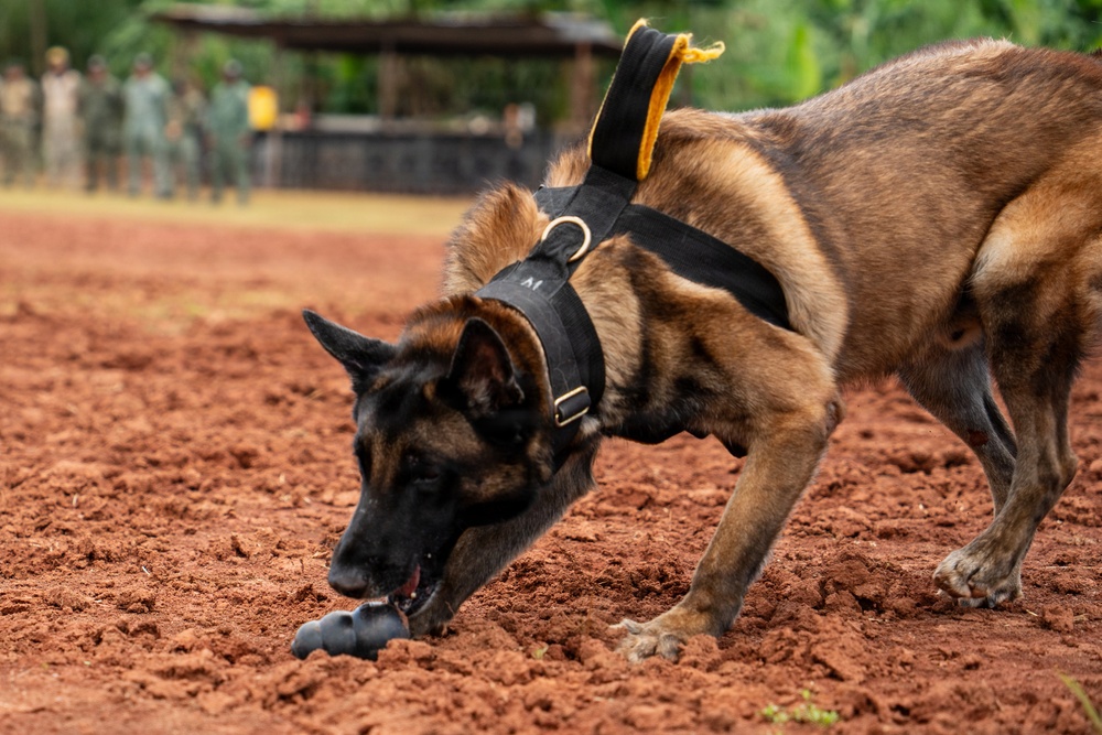 Joint Task Force-Bravo conducts military working dogs bilateral training with Panama’s Policía Nacional