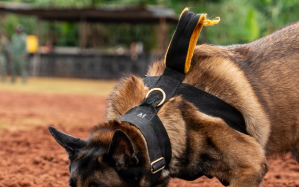 Joint Task Force-Bravo conducts military working dogs bilateral training with Panama’s Policía Nacional