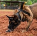 Joint Task Force-Bravo conducts military working dogs bilateral training with Panama’s Policía Nacional